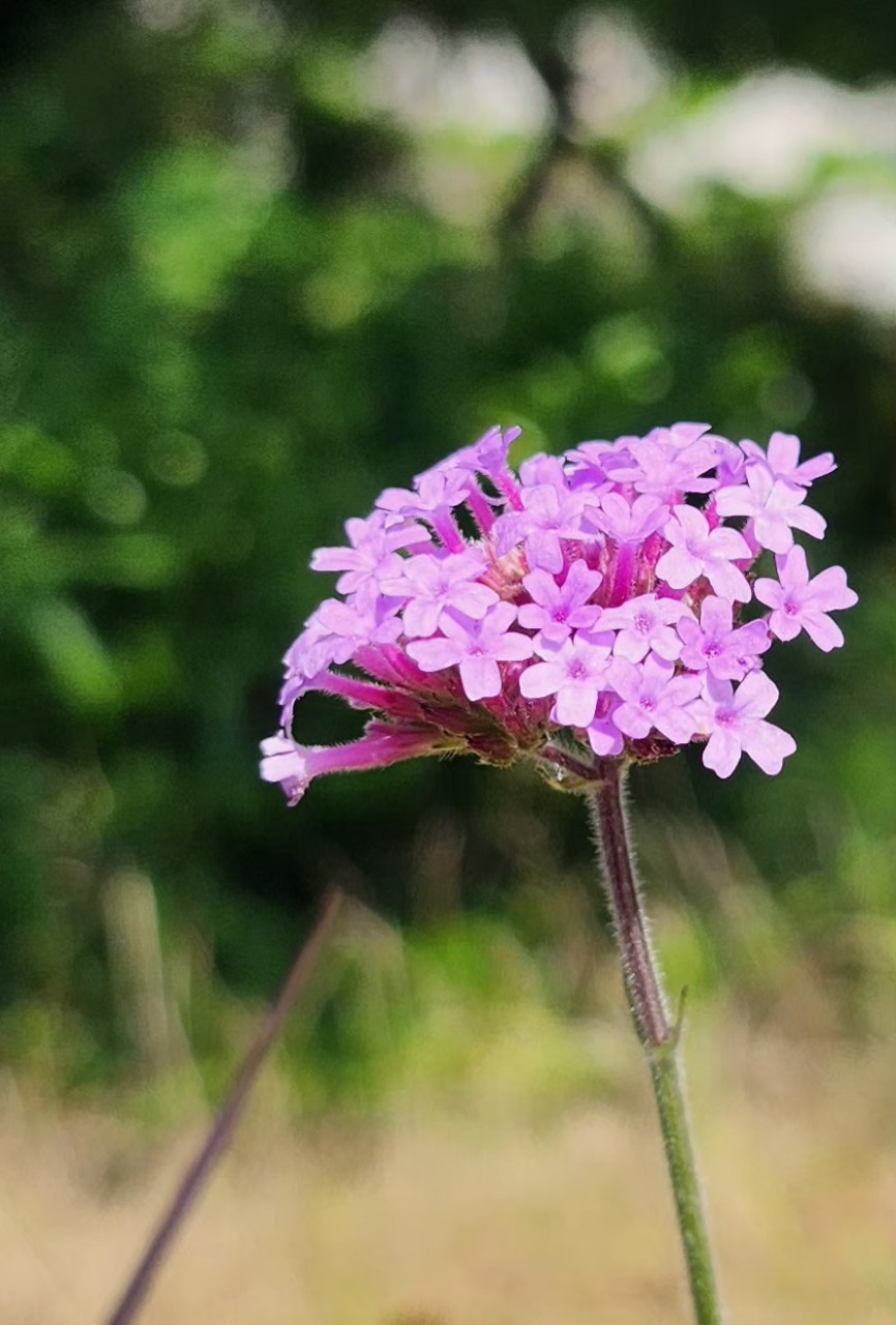 한국미바회 부산지부_사진_20250615_12.jpg