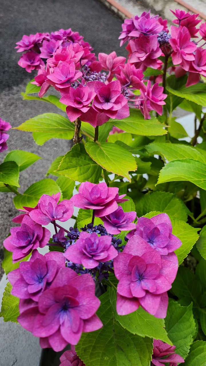 한국미바회 부산지부_사진_20250704_4.jpg